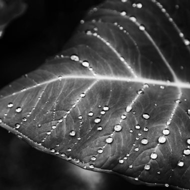 bir yaprak yağmur sonra bazı damla 