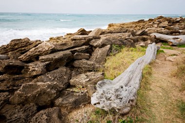  Güney Afrika şube ölü ağaç Sahili