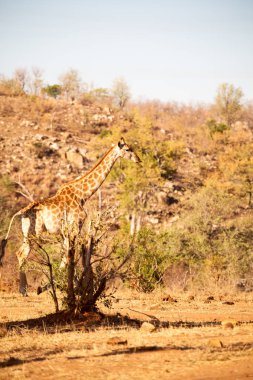 Güney Afrika yaban hayatı rezerv ve zürafa