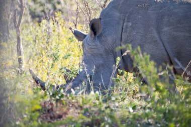   Güney Afrika yaban hayatı rezerv ve gergedan