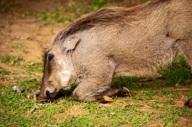  Güney Afrika yaban hayatı rezerv ve yaban domuzu