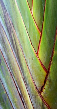 arka ışık ve bir yaprak 