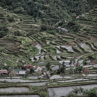   coultivation pirinç Teras alanı   