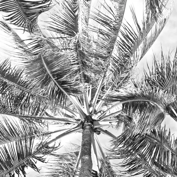 Пальмовый лист и вид на ветви снизу — стоковое фото