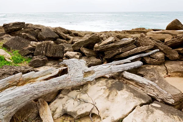 I Sydafrika gren döda trädet kustlinje — Stockfoto