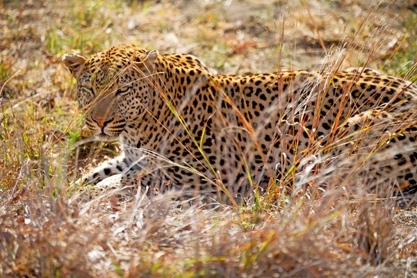 Na África do Sul kruger parque natural leopardo selvagem — Fotografia de Stock