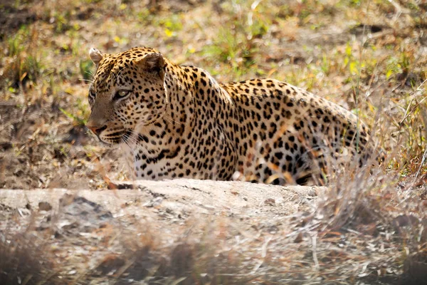 En Sudáfrica kruger parque natural leopardo salvaje —  Fotos de Stock