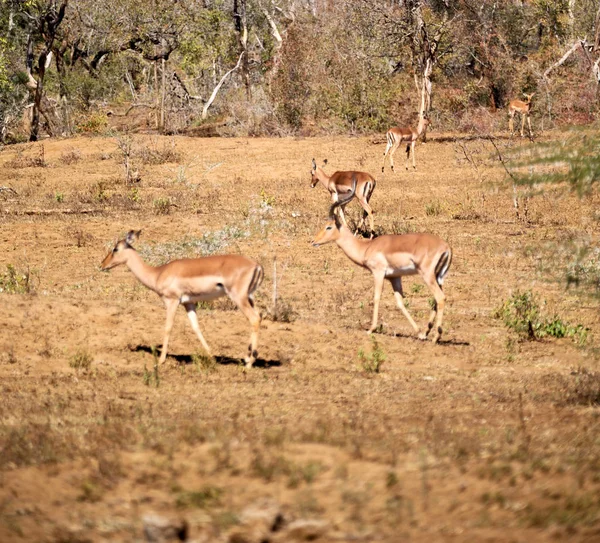 Impala silvestre en el arbusto de invierno — Foto de Stock