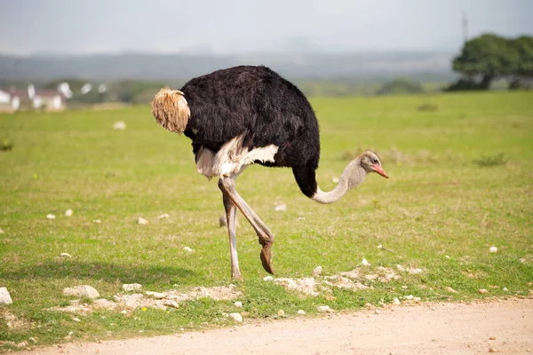Na África do Sul reserva natural de vida selvagem e avestruz — Fotografia de Stock