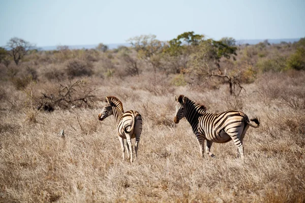 In south africa     wildlife  nature  reserve and  zebra — Stock Photo, Image