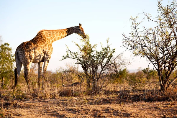 Dél-Afrika wildlife reserve és a zsiráf — Stock Fotó