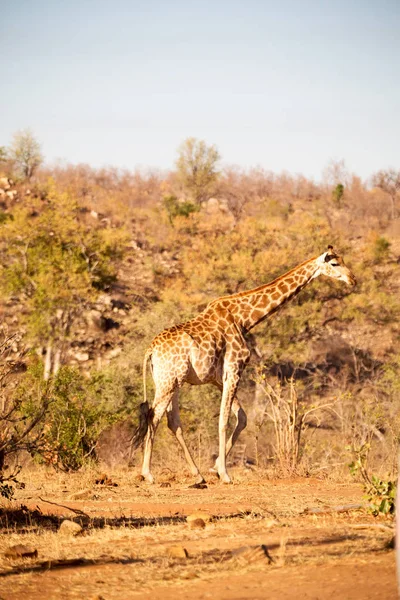 南アフリカの野生動物保護区とキリン — ストック写真