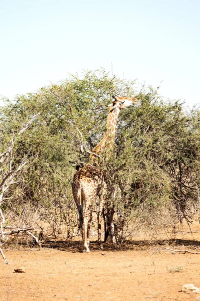 In south africa    wildlife   reserve and       giraffe — Stock Photo, Image