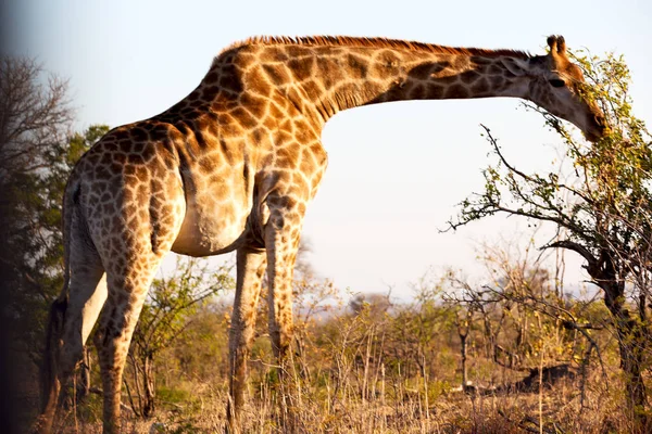 Güney Afrika yaban hayatı rezerv ve zürafa — Stok fotoğraf