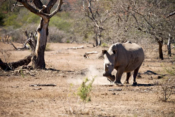 남아 프리 카 야생 동물 보호구와 코뿔소 — 스톡 사진