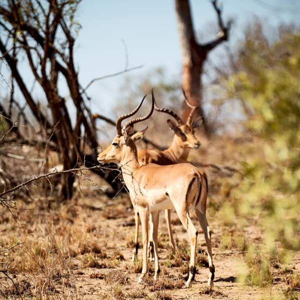 Impala selvagem no arbusto de inverno — Fotografia de Stock