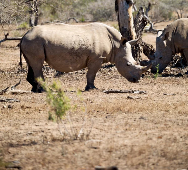 I Sydafrika viltreservat och noshörning — Stockfoto