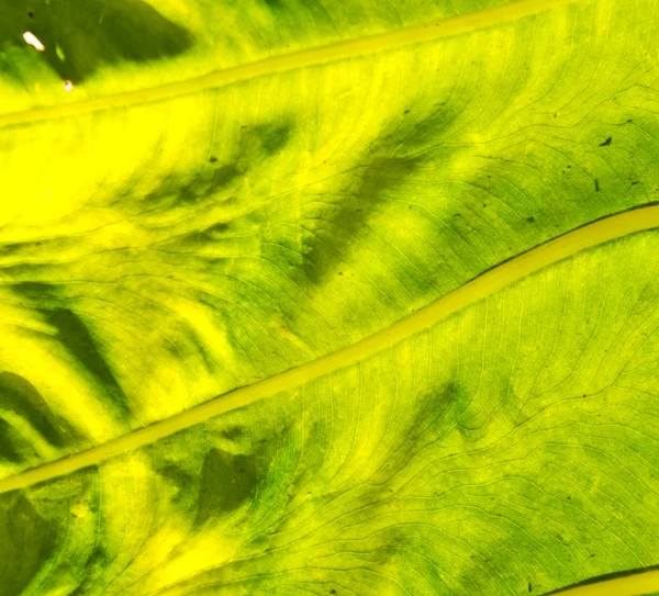 Arka ışık ve bir yaprak — Stok fotoğraf