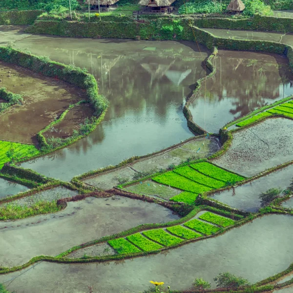 Campo de terraço para coultivação de arroz — Fotografia de Stock