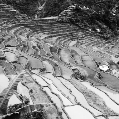   coultivation pirinç Teras alanı   