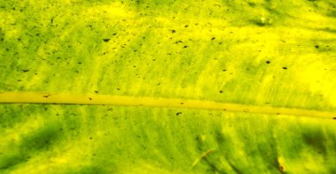 bir yaprak ve ışık çizgi damarlar ve kavram arka plan arka