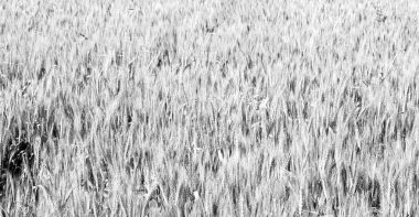 İran'da çiftlik ekili  