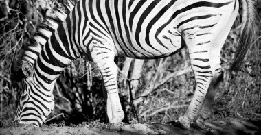   Güney Afrika yaban hayatı doğa rezerv ve zebra