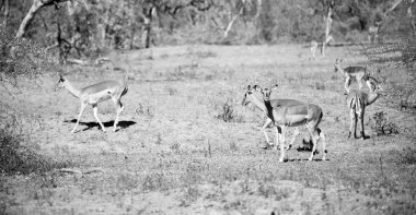  Kış ormanda vahşi Impala