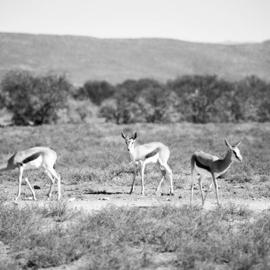  Kış ormanda vahşi Impala