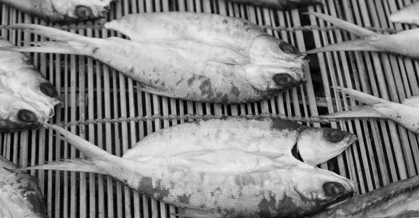 Viel gesalzener Fisch und trockene Zubereitung für den Markt — Stockfoto