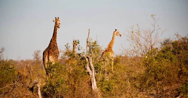 in south africa     wildlife    reserve and   giraffe