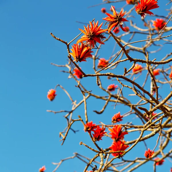 Close up of   flower plant and clear sky — Stock Photo, Image