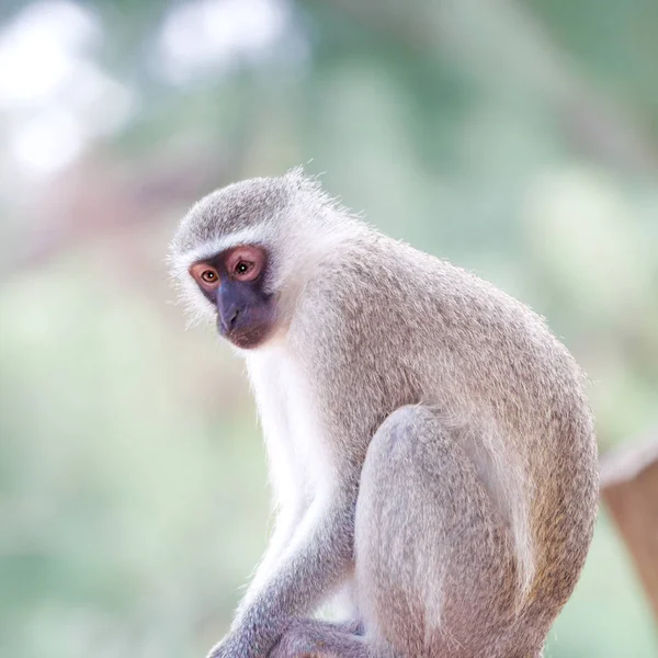 In Zuid-Afrika Wild aard en aap — Stockfoto