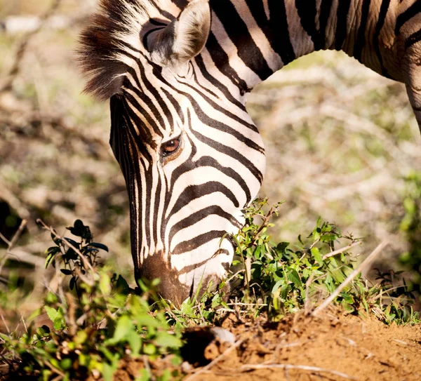 Na África do Sul reserva natural de vida selvagem e zebra — Fotografia de Stock