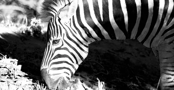 Na África do Sul reserva natural de vida selvagem e zebra — Fotografia de Stock