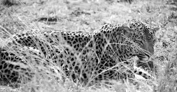 En Afrique du Sud parc naturel kruger léopard sauvage — Photo