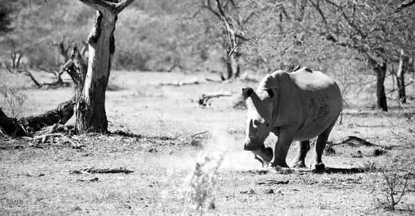 Etelä-Afrikan luonnonsuojelualue ja sarvikuono — kuvapankkivalokuva