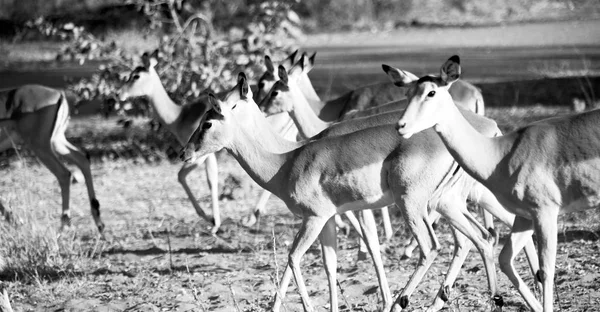 Impala silvestre en el arbusto de invierno — Foto de Stock