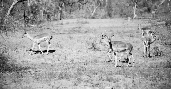 Divoké impala v zimě bush — Stock fotografie