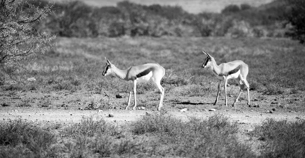 Impala selvagem no arbusto de inverno — Fotografia de Stock