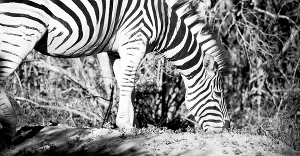 Na África do Sul reserva natural de vida selvagem e zebra — Fotografia de Stock