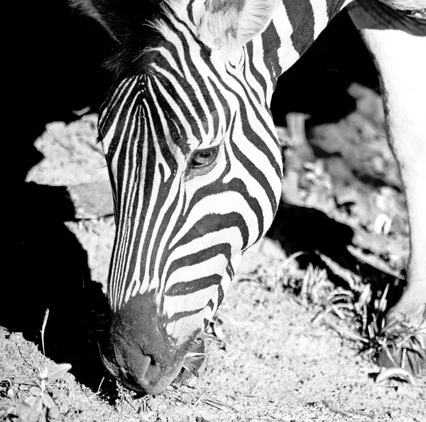南アフリカの野生動物の自然保護区とシマウマ — ストック写真