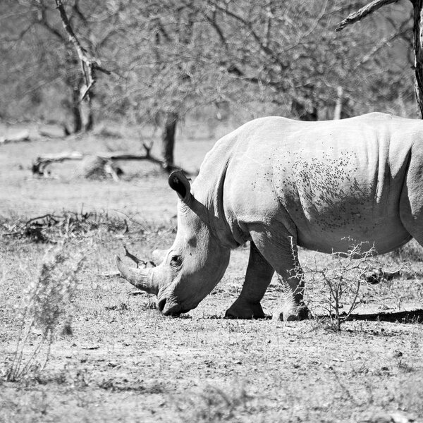   in south africa     wildlife     reserve and   rhinoceros