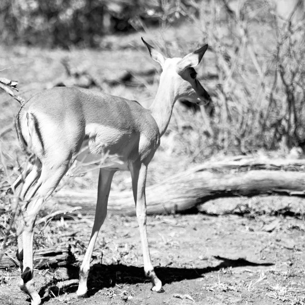 Wild impala in the winter  bush — Stock Photo, Image