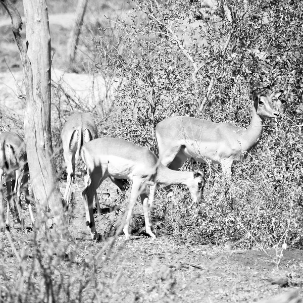 Dziki impala w buszu zima — Zdjęcie stockowe