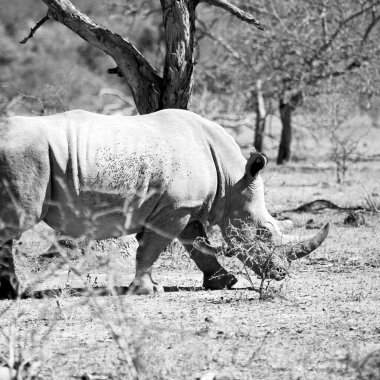   Güney Afrika yaban hayatı rezerv ve gergedan