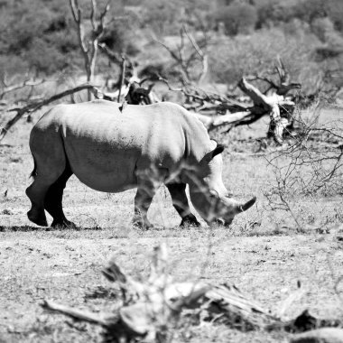   Güney Afrika yaban hayatı rezerv ve gergedan