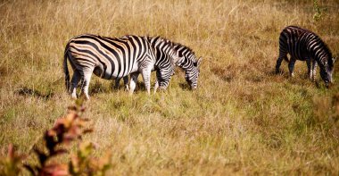   Güney Afrika yaban hayatı doğa rezerv ve zebra