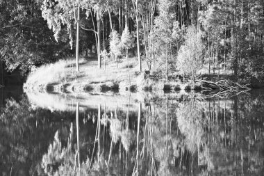   su Lirası göl ve ağaç yansıması