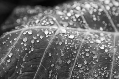 bir yaprak yağmur sonra bazı damla 